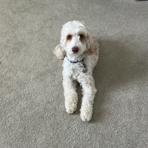 Green or Blavk reversible Dog Raincoat with Reflective Stripe - Picture 7 of 8